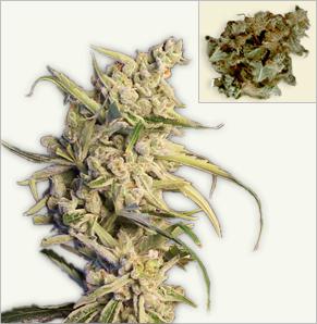 New York Diesel marijuana semillas